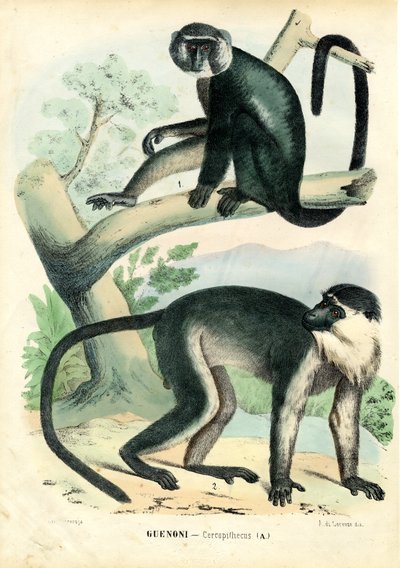Diana Monkey by Raimundo Petraroja
